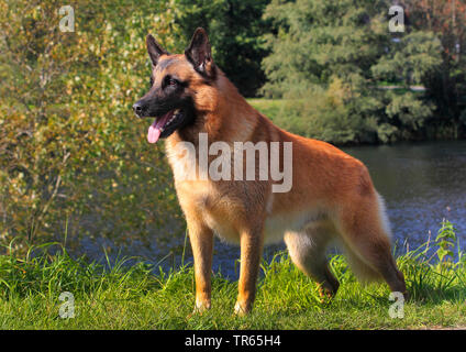 Malinois (Canis lupus f. familiaris), sei anni cane maschio in piedi in un stagno, Germania Foto Stock