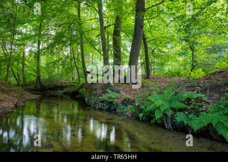 Creek in Engelmannsbaeke, Bassa Sassonia, Vechta, Visbek Foto Stock