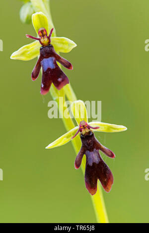 Fly orchid (Ophrys insectifera), due fiori, Germania, Bassa Sassonia Foto Stock