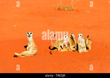 Suricate, sottile-tailed meerkat (Suricata suricatta), suricate famiglia presso un nido, Namibia, Damaraland Foto Stock