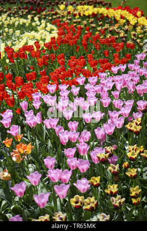 Giardino in comune tulip (Tulipa spec.), tulip letto, Germania Foto Stock