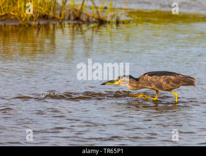Nitticora (Nycticorax nycticorax), stalking nelle acque poco profonde e la caccia di pesci, STATI UNITI D'AMERICA, Hawaii, Kealia Pond, Kihei Foto Stock