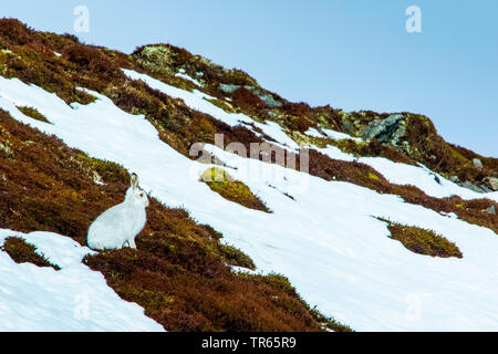 Blu Scozia lepre, la lepre bianca, white hare, Eurasian Arctic lepre (Lepus timidus scotticus, Lepus scotticus), in seduta autumnly che circondano in un prato cliffy, vista laterale, Regno Unito, Scozia, Cairngorms National Park, Aviemore Foto Stock