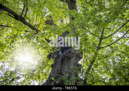 Basswood, tiglio, tiglio (Tilia spec.), old nodose tronco di albero nel giardino inglese, in Germania, in Baviera, Muencheberg Foto Stock