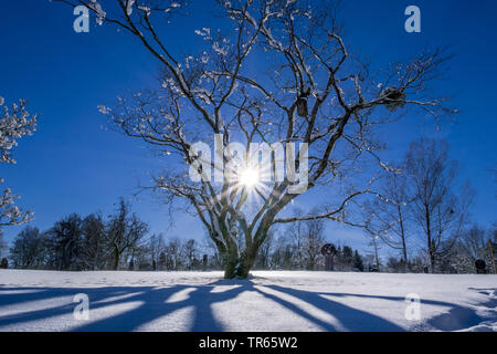 Vischio (Viscum album subsp. album, Viscum album), il paesaggio invernale con albero, con scatola di uccelli e il vischio, in Germania, in Baviera Foto Stock