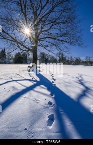 Paesaggio invernale con albero, in Germania, in Baviera Foto Stock