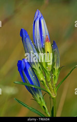 Alcon blu, Alcon grande blu (Phengaris alcon, Maculinea alcon, Glaucopsyche alcon), uova sui fiori di palude genziana, Germania Foto Stock
