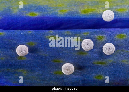 Alcon blu, Alcon grande blu (Phengaris alcon, Maculinea alcon, Glaucopsyche alcon), uova sul fiore di Marsh genziana, Germania Foto Stock