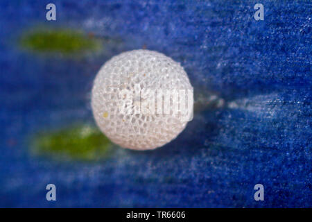 Alcon blu, Alcon grande blu (Phengaris alcon, Maculinea alcon, Glaucopsyche alcon), uova sul fiore di Marsh genziana, Germania Foto Stock