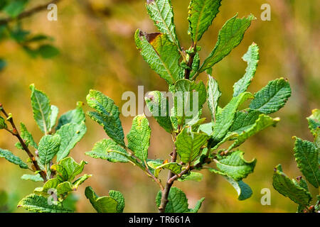 Eared willow (Salix aurita), il ramo, Germania Foto Stock