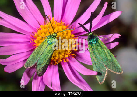 Forester, cisto forester (geryon Adscita, Procris geryon), due forester su Aster, Germania Foto Stock