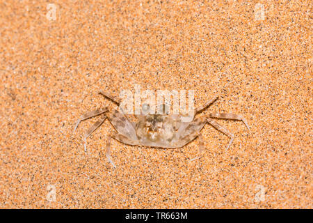 Pallida Ghost Crab (Ocypode pallidula), sulla spiaggia, STATI UNITI D'AMERICA, Hawaii, Kamaole Beach Park II, Kihei Foto Stock