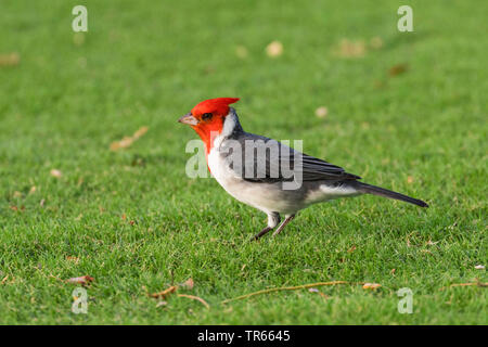 Rosso-crested cardinale (Paroaria coronata), rovistando su un campo da golf, vista laterale, USA, Arizona, Wailea Blue Golf Course, Kihei Foto Stock