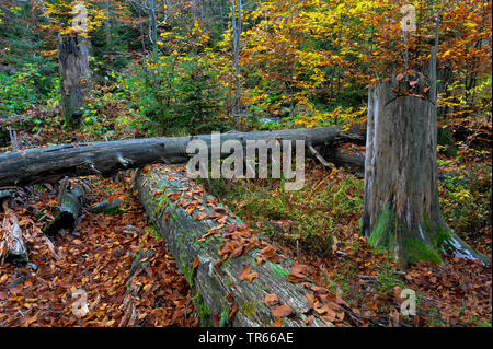 Abeti morti in una foresta di faggio in autunno, in Germania, in Baviera, il Parco Nazionale della Foresta Bavarese, Waldhaeuser Foto Stock