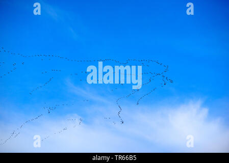 Comune, Gru Gru eurasiatica (grus grus), grande gregge di gru volare in formazione in autunno verso sud, in Germania, in Renania settentrionale-Vestfalia, la zona della Ruhr, Oberhausen Foto Stock