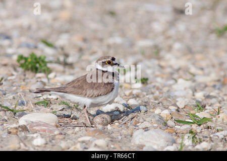 Poco inanellato plover (Charadrius dubius), in corrispondenza della sua ben mimetizzata nido sul terreno, Germania Foto Stock