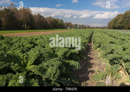 Cavolo riccio, borecole (Brassica oleracea var. sabellica, Brassica oleracea convar. acephala var. sabellica), campo con borecole, in Germania, in Baviera Foto Stock
