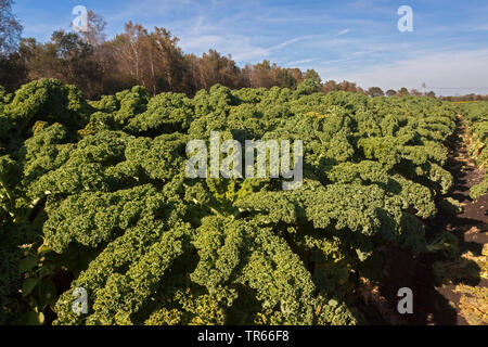 Cavolo riccio, borecole (Brassica oleracea var. sabellica, Brassica oleracea convar. acephala var. sabellica), campo con borecole, in Germania, in Baviera Foto Stock