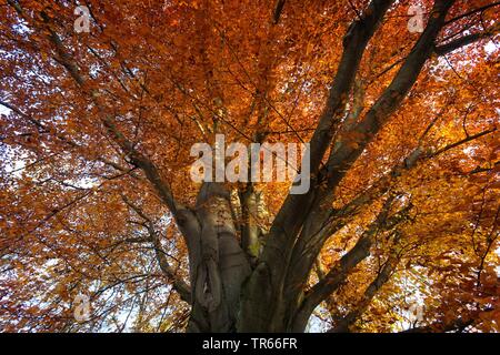 Comune di faggio (Fagus sylvatica), vecchio faggio in autunno, in dettaglio, in Germania, in Baviera Foto Stock