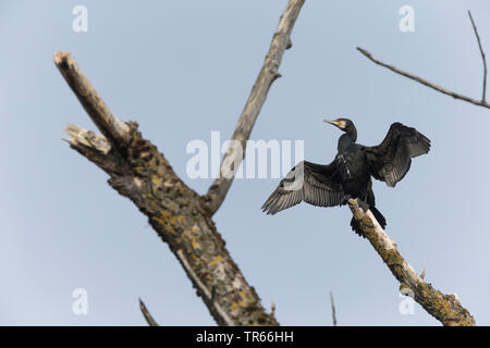 Cormorano (Phalacrocorax carbo), seduto su un albero morto drieing le sue ali, in Germania, in Baviera Foto Stock