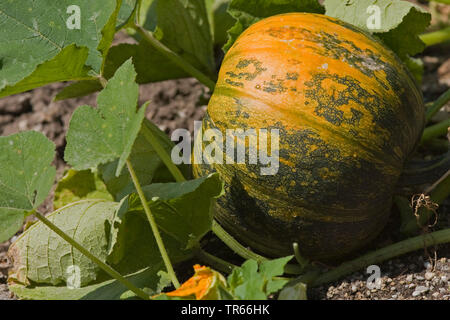 Zucca della Stiria, olio della Stiria zucca (Cucurbita pepo var. styriaca, Curcubita pepo convar. giromontiina var. oleifera), la zucca in un giardino, in Germania, in Baviera Foto Stock