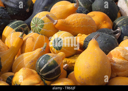 Zucca ornamentale (Cucurbita pepo convar. microcarpina), zucche ornamentali per vendere, Germania Foto Stock