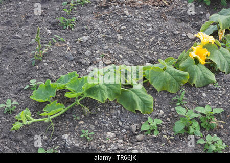 Zucca ornamentale (Cucurbita pepo convar. microcarpina), rigogliosa pianta sul campo, Germania Foto Stock