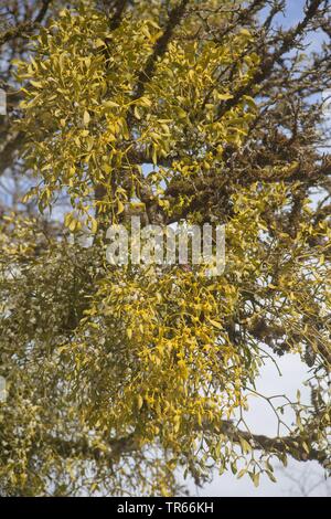 Vischio (Viscum album subsp. album, Viscum album), vischio con frutti di bosco su un albero, Germania Foto Stock