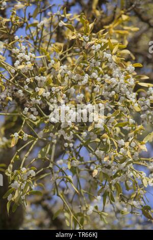 Vischio (Viscum album subsp. album, Viscum album), vischio con frutti di bosco su un albero, Germania Foto Stock