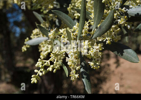 Albero di olivo (Olea europaea ssp. sativa), fioritura ulivo ramo, Spagna, Katalonia Foto Stock