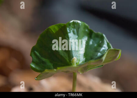 Comune di faggio (Fagus sylvatica), seedlingm cotiledoni, Germania Foto Stock