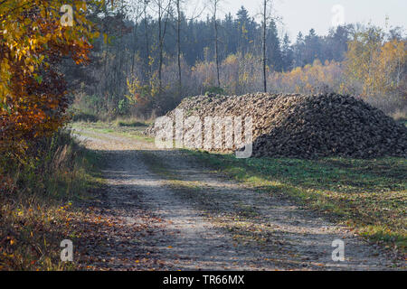 La barbabietola da zucchero e di barbabietola da zucchero, barbabietole, radice di barbabietola da zucchero root (Beta vulgaris var. altissima), raccolta delle barbabietole da zucchero, in Germania, in Baviera Foto Stock