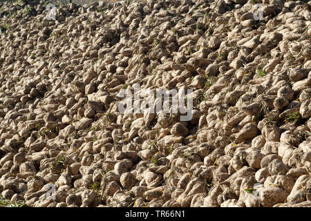 La barbabietola da zucchero e di barbabietola da zucchero, barbabietole, radice di barbabietola da zucchero root (Beta vulgaris var. altissima), raccolta delle barbabietole da zucchero, in Germania, in Baviera Foto Stock