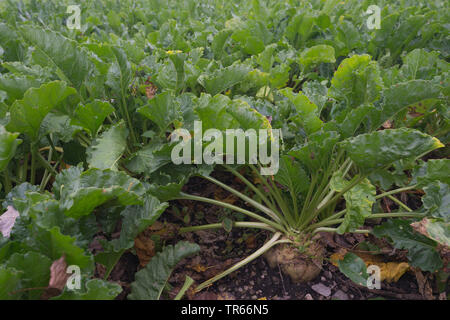 La barbabietola da zucchero e di barbabietola da zucchero, barbabietole, radice di barbabietola da zucchero root (Beta vulgaris var. altissima), la produzione di zucchero di barbabietole su un campo, in Germania, in Baviera Foto Stock