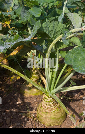 La rapa (Brassica rapa subsp. rapa subvar. esculenta), la rapa su un campo, in Germania, in Baviera Foto Stock