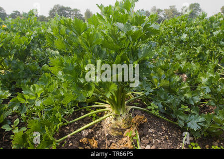 Sedano selvatico (Apium graveolens), impianti in un campo, Germania Foto Stock