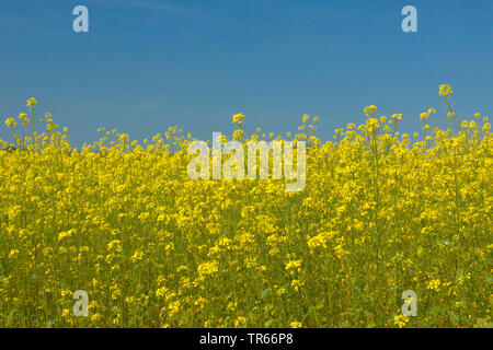 La senape bianca (Sinapis alba, Brassica alba), campo di fioritura, prodotto intermedio, Germania Foto Stock