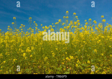 La senape bianca (Sinapis alba, Brassica alba), campo di fioritura, prodotto intermedio, Germania Foto Stock