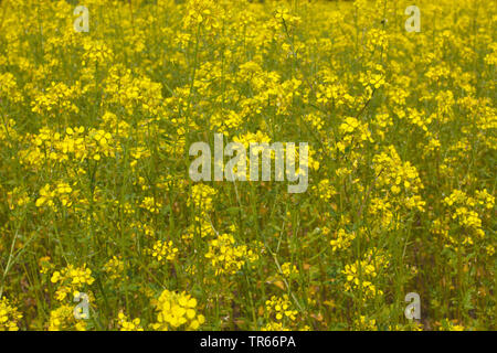 La senape bianca (Sinapis alba, Brassica alba), campo di fioritura, prodotto intermedio, Germania Foto Stock