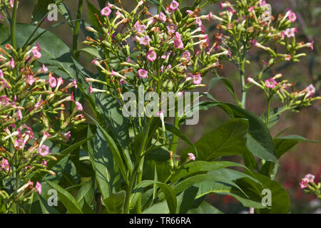 Tabacco coltivato, Comune di tabacco (Nicotiana tabacum), la fioritura delle piante di tabacco, Germania Foto Stock