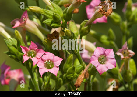 Tabacco coltivato, Comune di tabacco (Nicotiana tabacum), fioritura pianta di tabacco, Germania Foto Stock