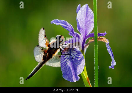 Quattro-spotted libellula, quattro-spotted chaser, quattro spot (Libellula quadrimaculata), seduto su un fiore di un Iris , Germania, il Land della Baviera Foto Stock