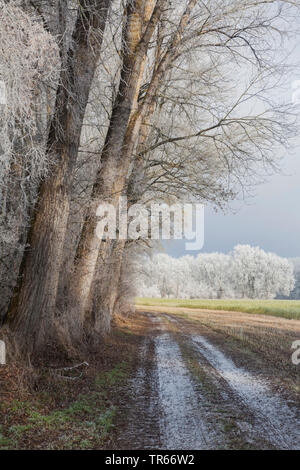 Brina sul percorso del campo, foresta di bordo campo e il paesaggio, in Germania, in Baviera Foto Stock