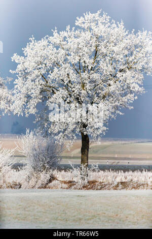 Brina su un albero in un campo del paesaggio, in Germania, in Baviera Foto Stock