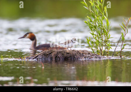 Poco inanellato plover (Charadrius dubius), seduto su un nido di svasso maggiore, in Germania, in Baviera, Niederbayern, Bassa Baviera Foto Stock