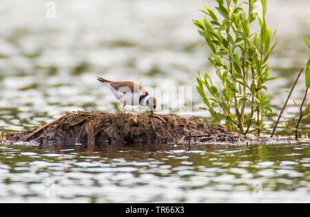 Poco inanellato plover (Charadrius dubius), rovistando su un nido di svasso maggiore, in Germania, in Baviera, Niederbayern, Bassa Baviera Foto Stock