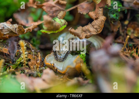 Comunità slow worm, blindworm, slow worm (Anguis fragilis), ritratto, alimentazione di una lumaca, in Germania, in Baviera, Niederbayern, Bassa Baviera Foto Stock