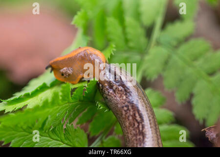 Comunità slow worm, blindworm, slow worm (Anguis fragilis), ritratto, alimentazione di una lumaca, in Germania, in Baviera, Niederbayern, Bassa Baviera Foto Stock