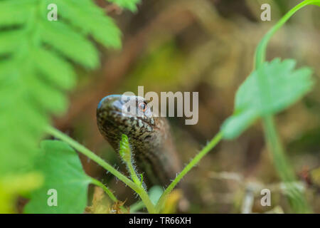 Comunità slow worm, blindworm, slow worm (Anguis fragilis), rovistando sul terreno, in vista di fronte, in Germania, in Baviera, Niederbayern, Bassa Baviera Foto Stock