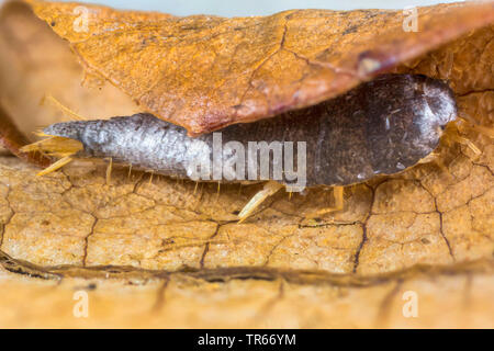 Silverfish (Lardoglyphus saccharina), su una foglia autumnly, in Germania, in Baviera, Niederbayern, Bassa Baviera Foto Stock